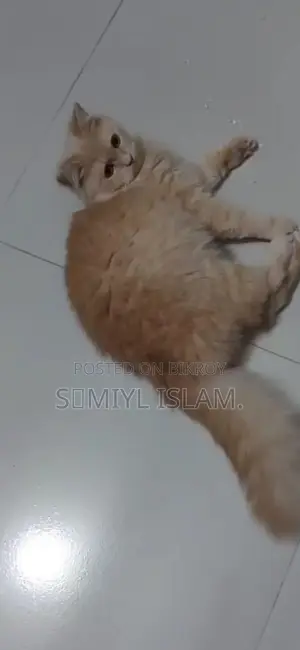 3-6 Months Male Purebred Persian