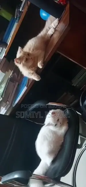 3-6 Months Male Purebred Persian