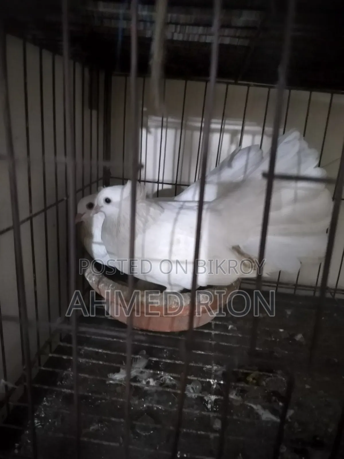 Lokkha Bombai Pigeon