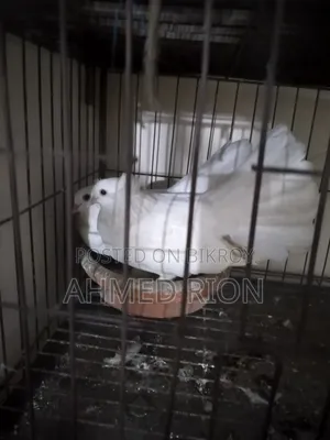 Lokkha Bombai Pigeon