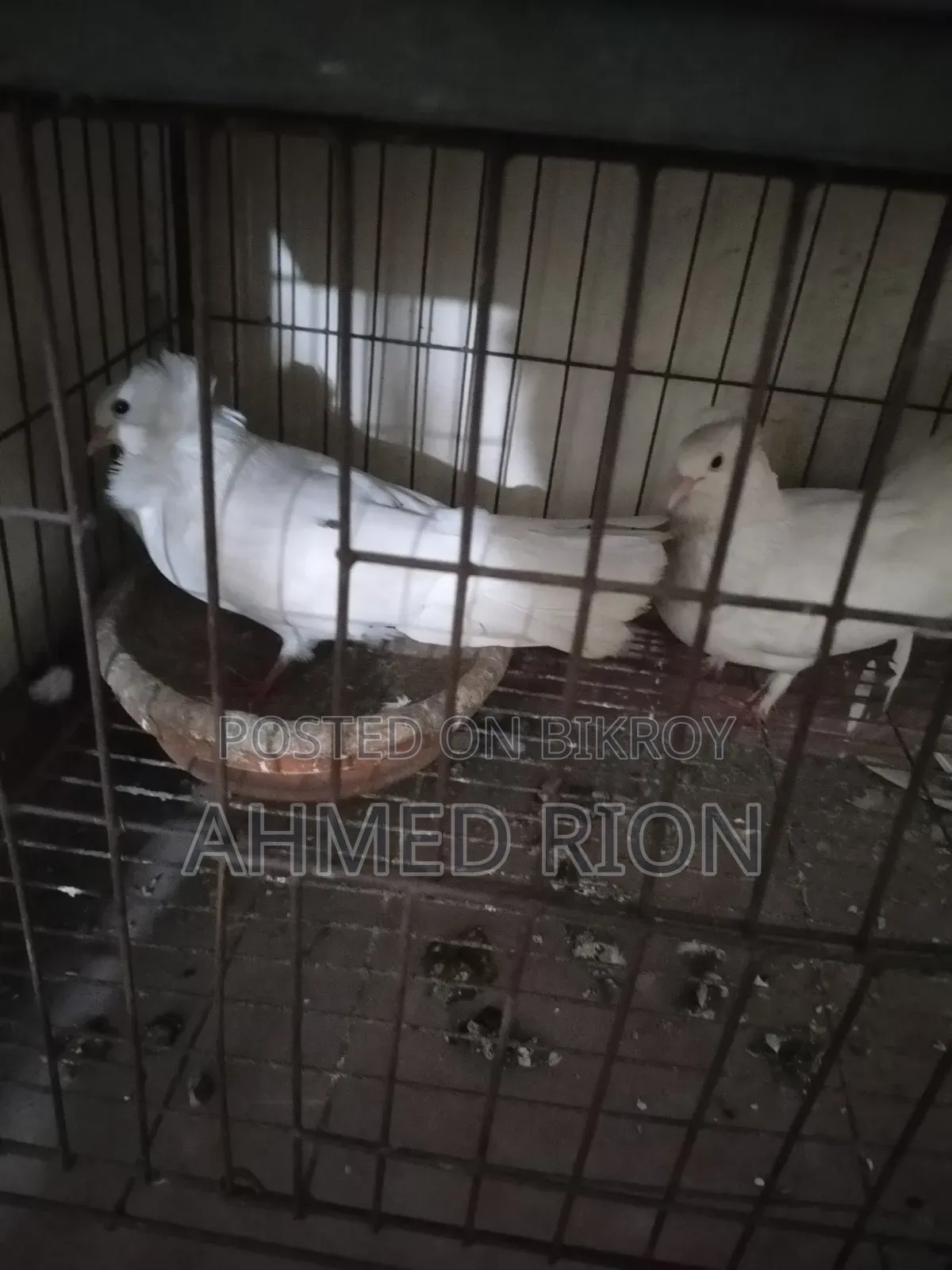 Lokkha Bombai Pigeon