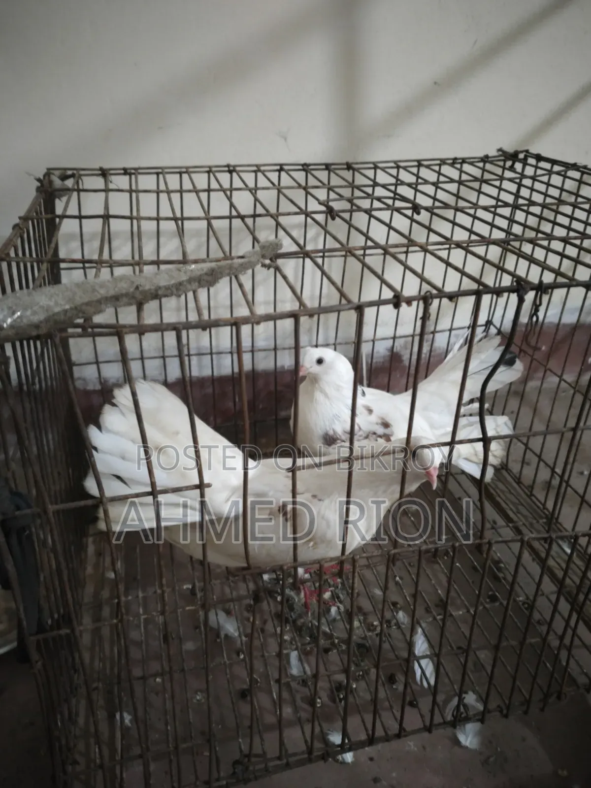 Lokkha Bombai Pigeon