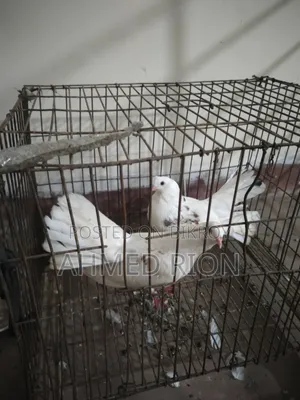 Lokkha Bombai Pigeon