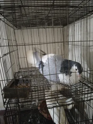 Lokkha Bombai Pigeon