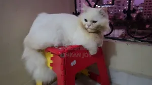 3-6 months Male Purebred Persian