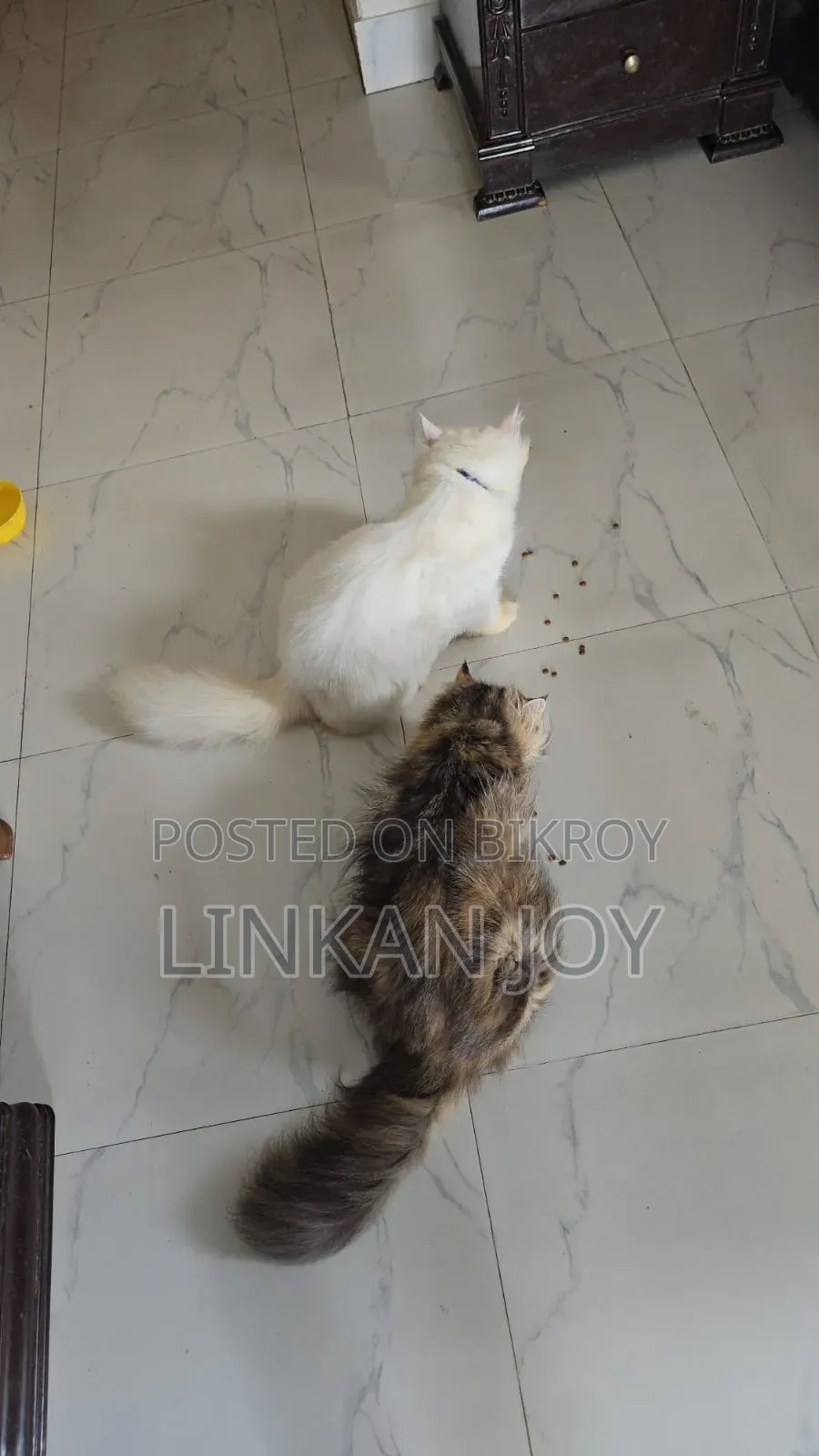 ৩-৬ মাস বয়সী পুরুষ বিশুদ্ধ পার্সিয়ান বিড়াল