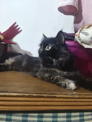 6-12 Months Female Purebred Persian