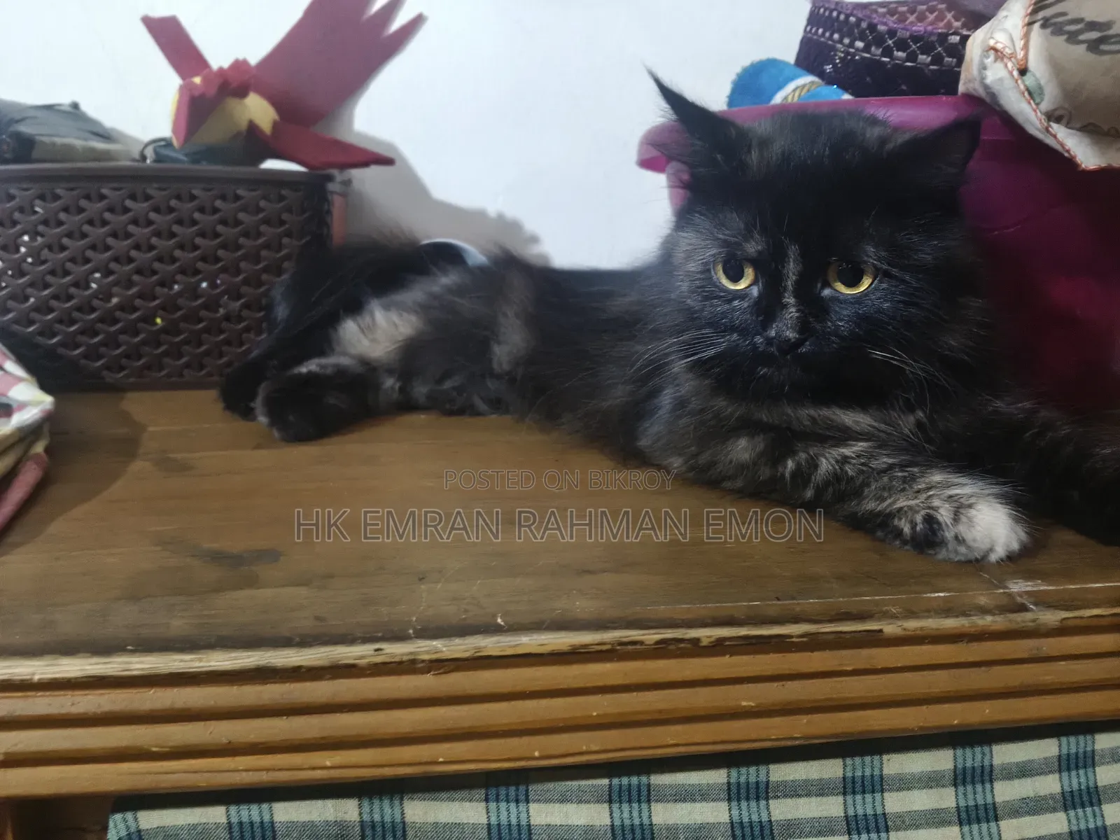 6-12 Months Female Purebred Persian