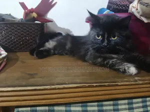 6-12 Months Female Purebred Persian
