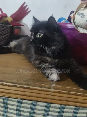 6-12 Months Female Purebred Persian