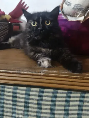 6-12 Months Female Purebred Persian