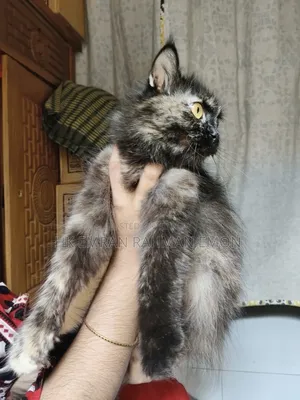 6-12 Months Female Purebred Persian