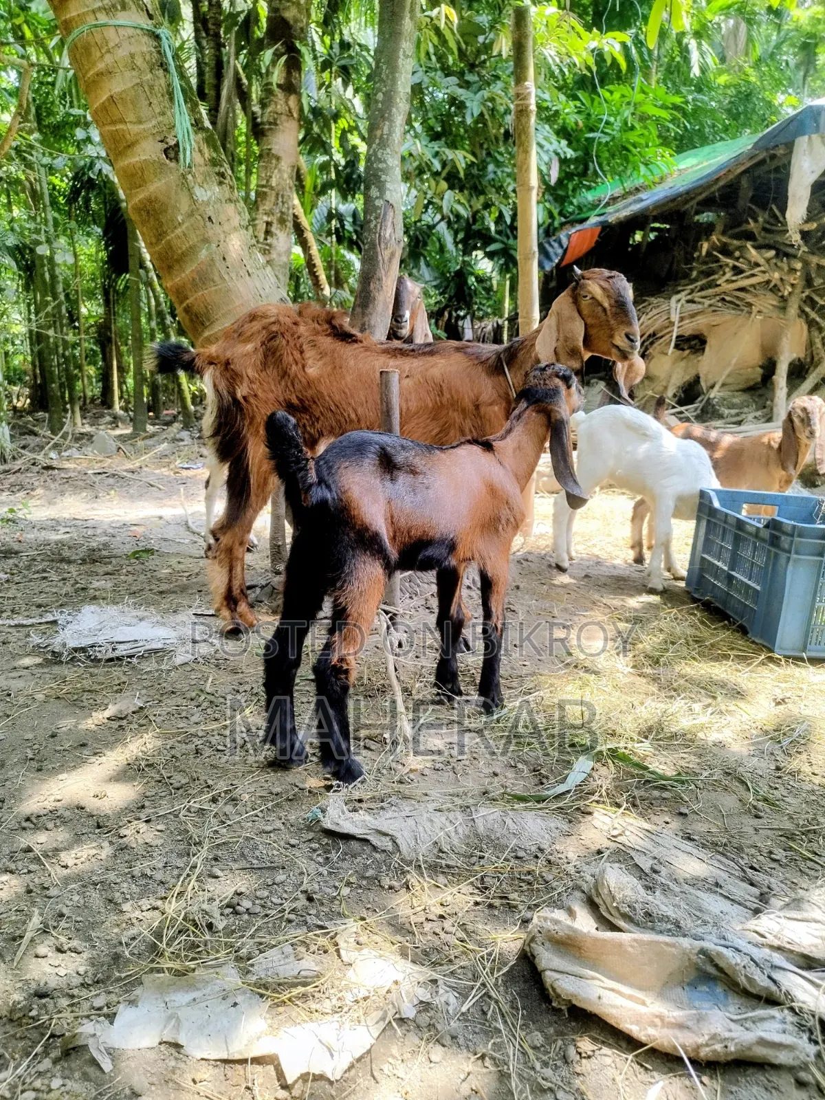 Jamunapari goat with kid