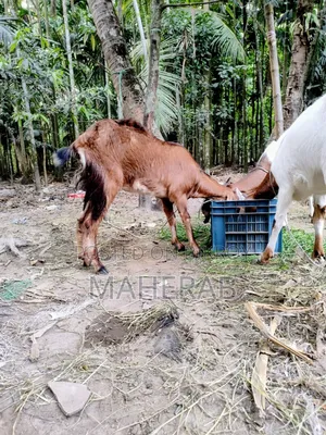 Jamunapari goat with kid