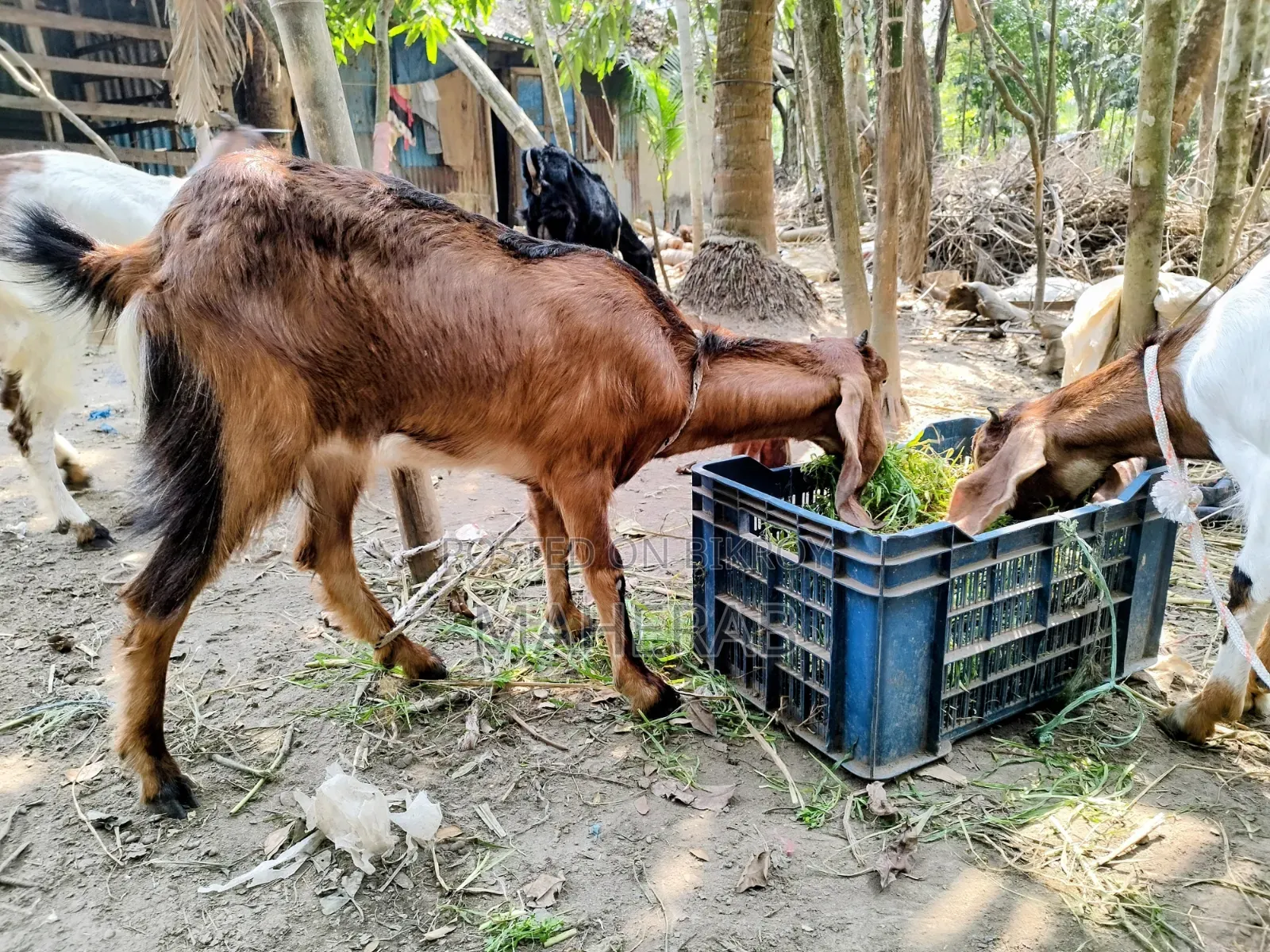 Jamunapari goat with kid
