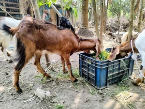 Jamunapari goat with kid
