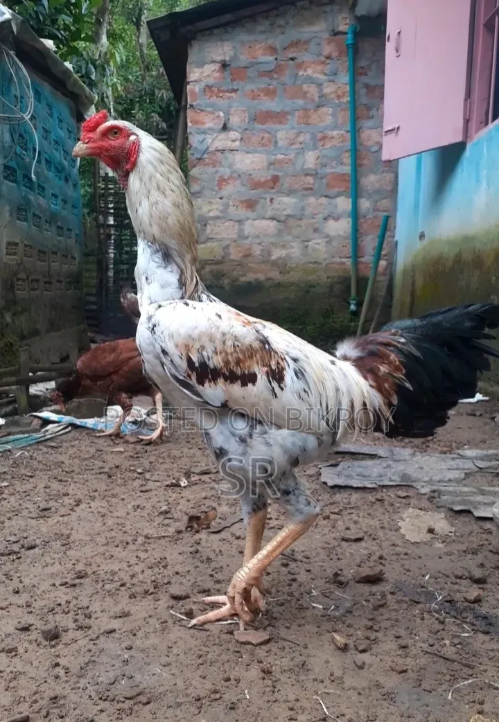 Sarali Duck