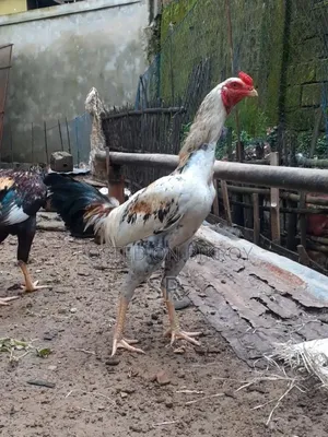 Sarali Duck