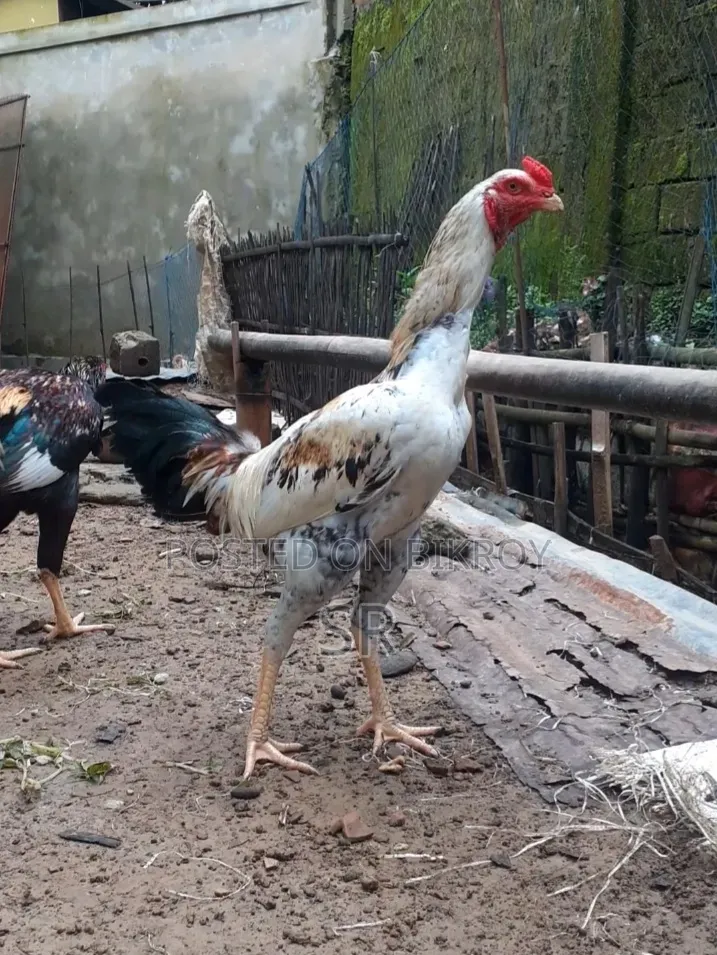 Sarali Duck