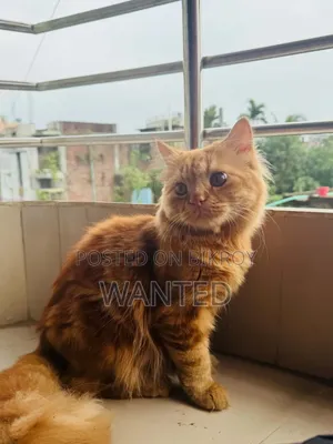 6-12 Months Male Purebred Persian