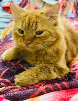 6-12 Months Male Purebred Persian