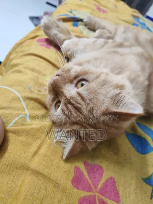 6-12 Months Male Purebred Persian