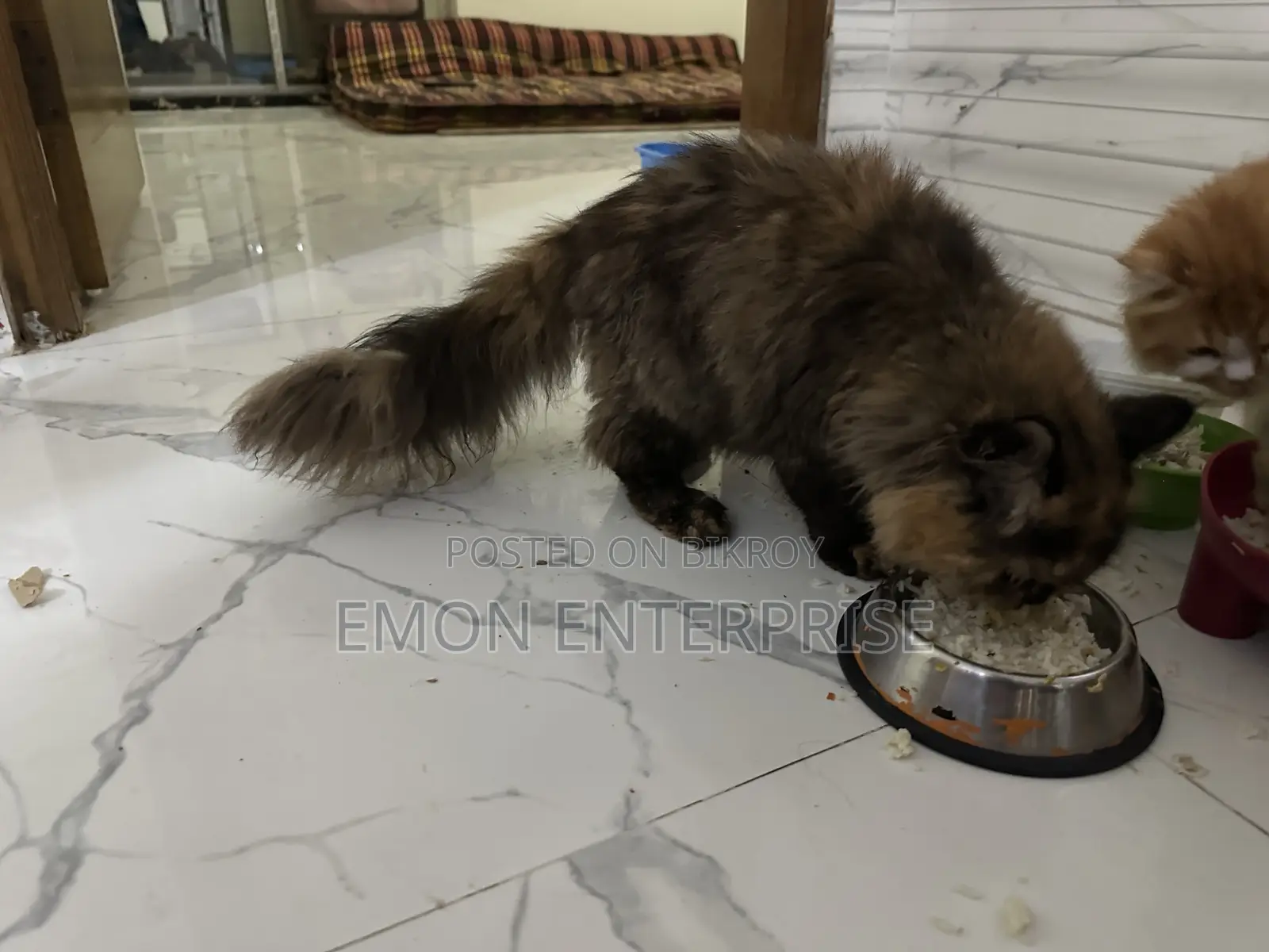 3-6 Months Female Purebred Persian