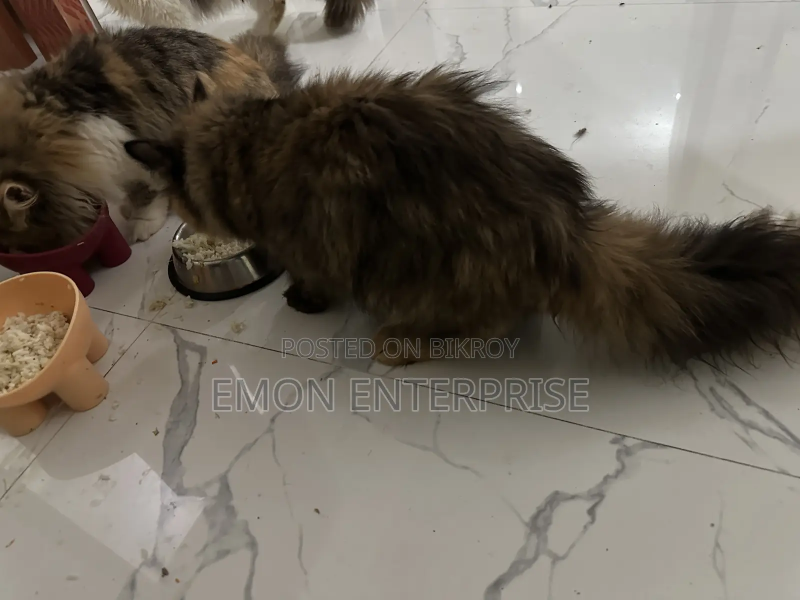 3-6 Months Female Purebred Persian