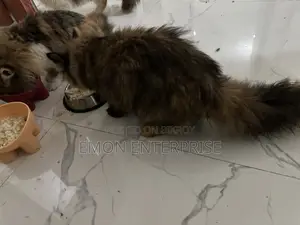 3-6 Months Female Purebred Persian