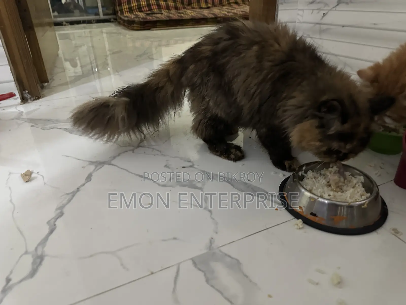 3-6 Months Female Purebred Persian