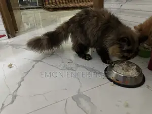 3-6 Months Female Purebred Persian