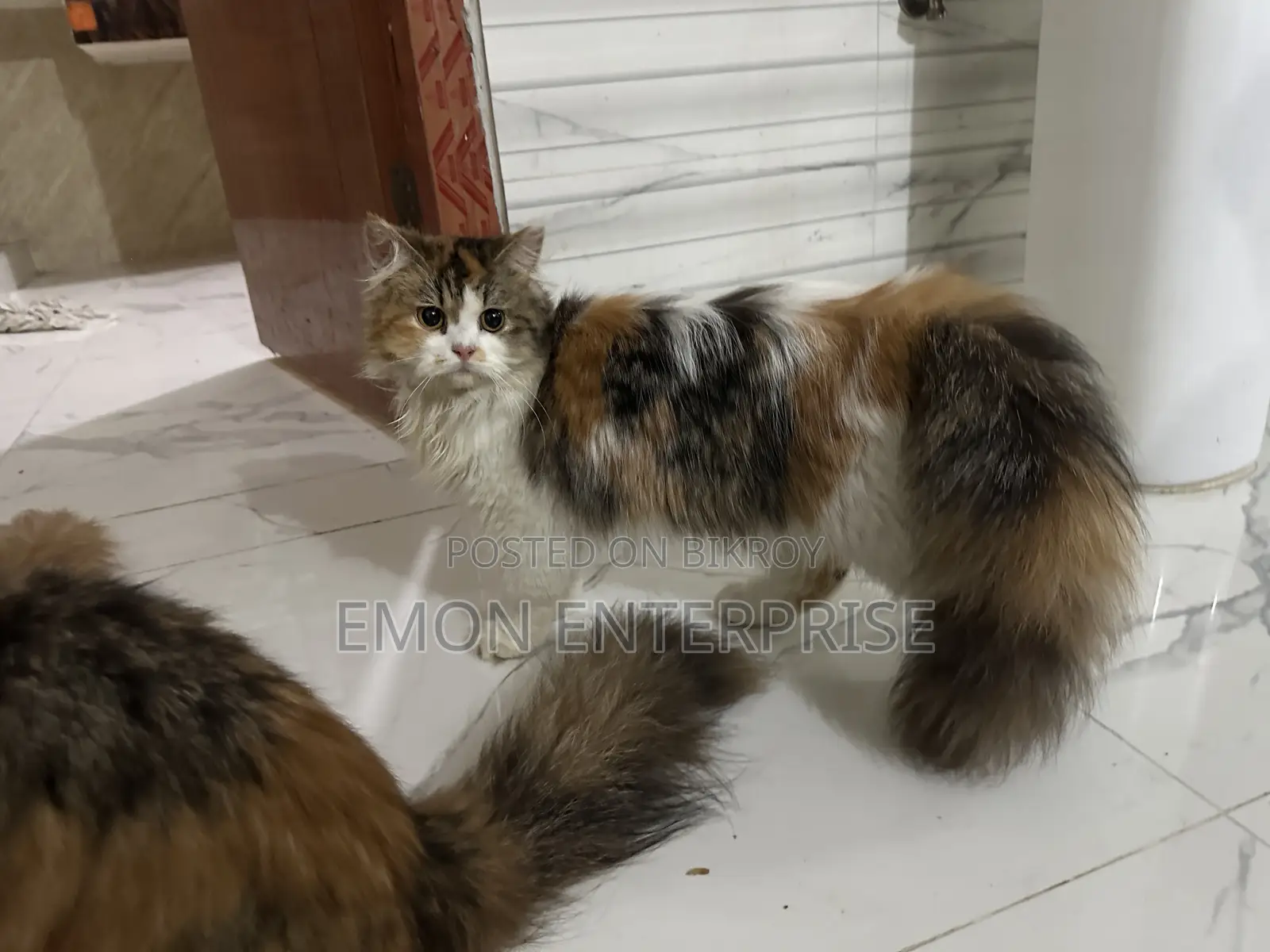 3-6 Months Female Purebred Persian