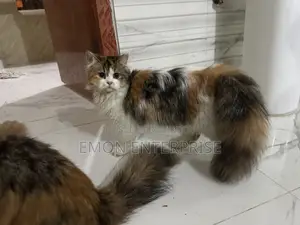 3-6 Months Female Purebred Persian