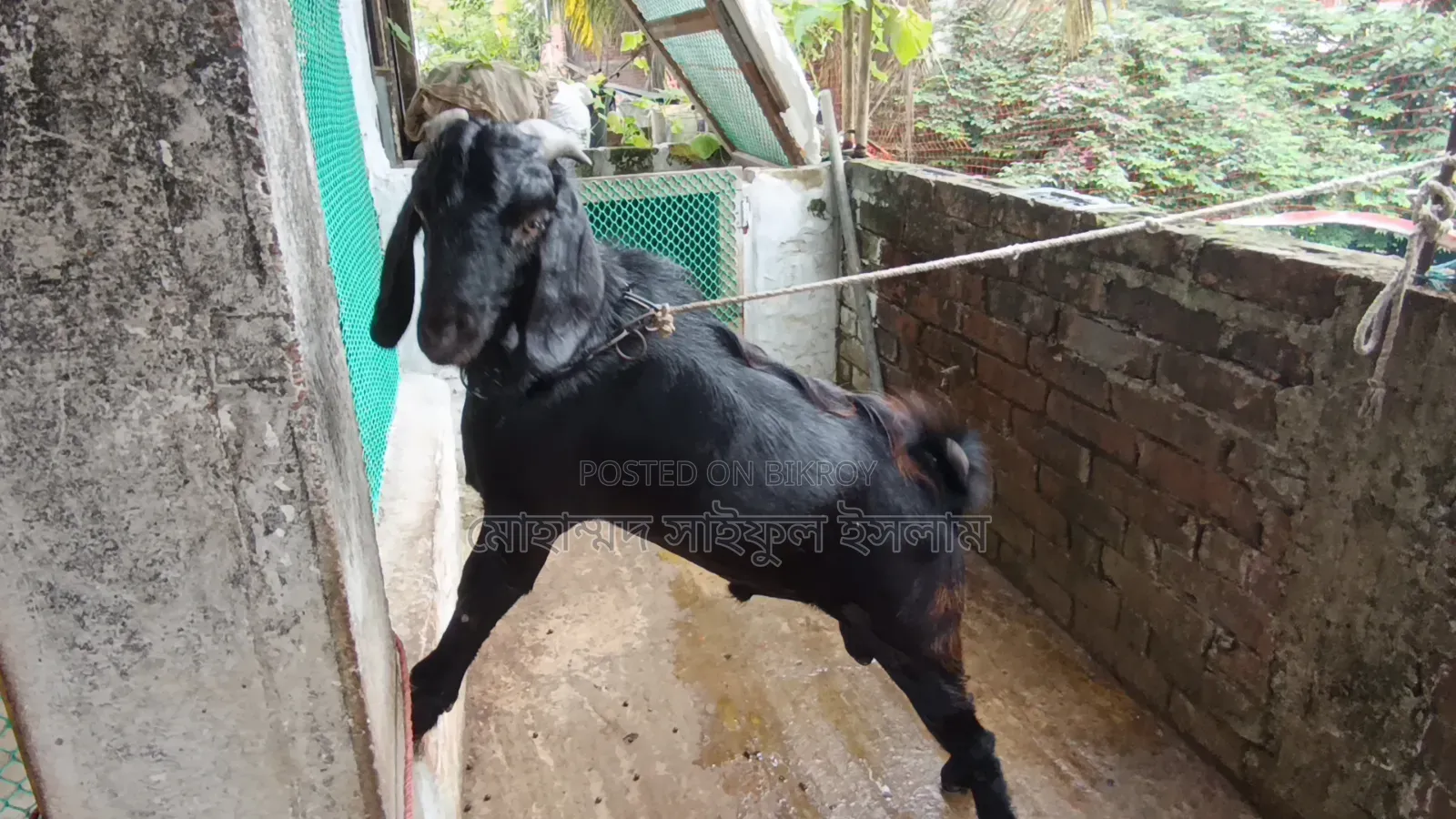 বিক্রির জন্য পুরুষ ছাগল