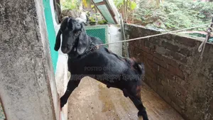 বিক্রির জন্য পুরুষ ছাগল