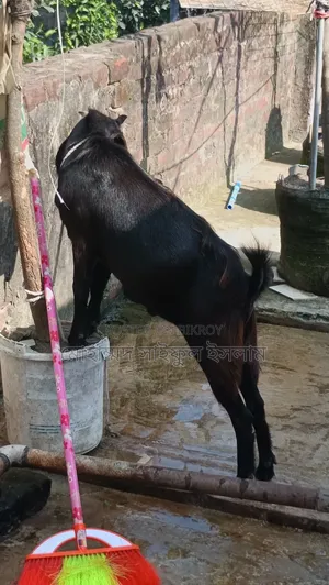 বিক্রির জন্য পুরুষ ছাগল