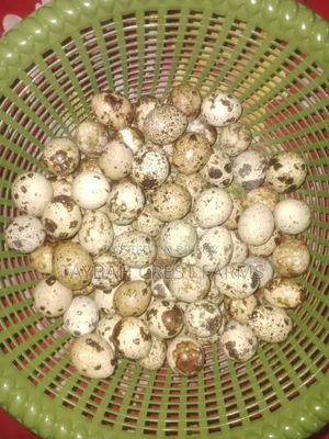 Original Japanese Quail and Hatching Eggs