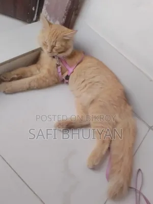 6-12 Months Male Mixed Breed Persian