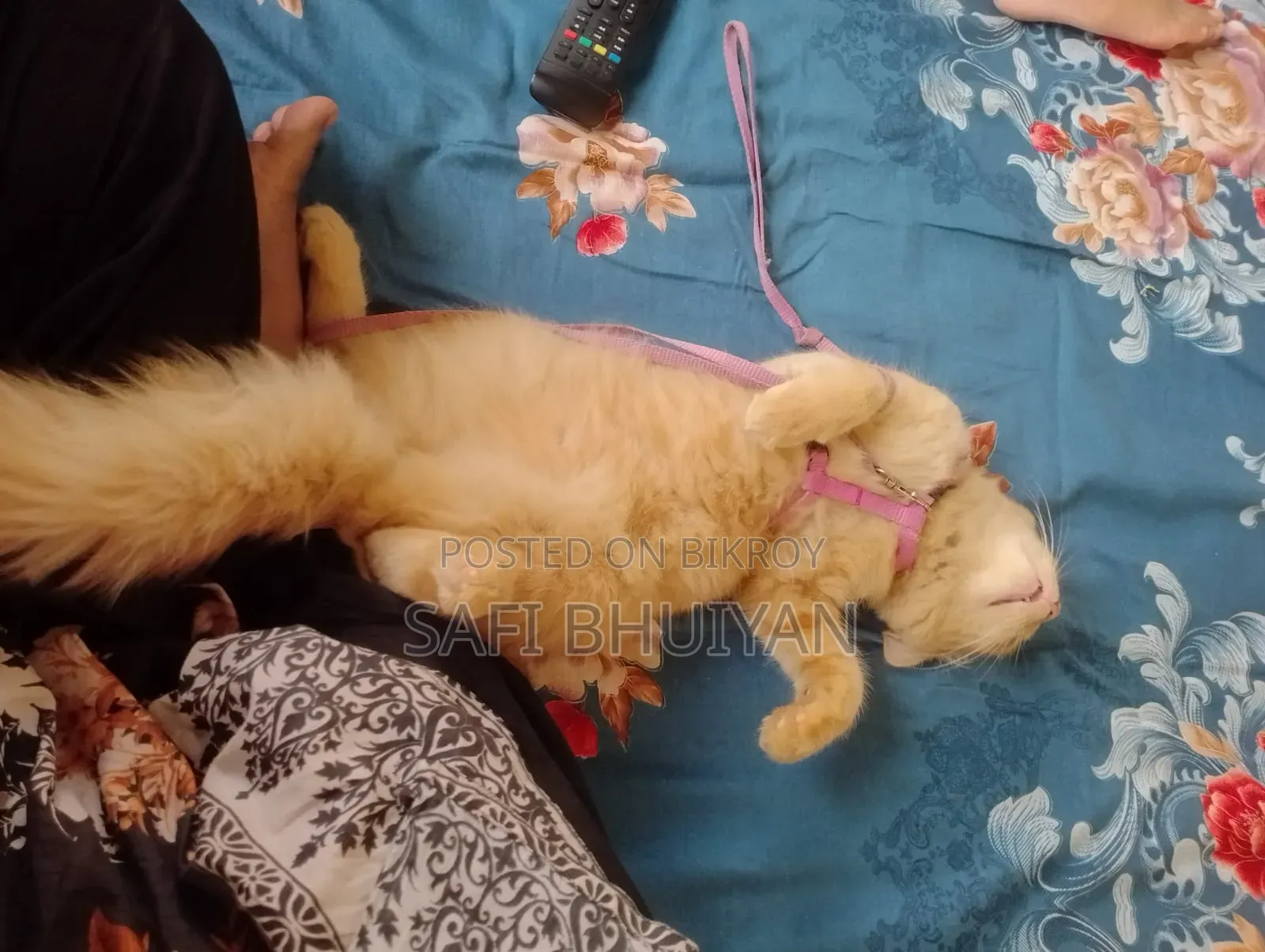 6-12 Months Male Mixed Breed Persian