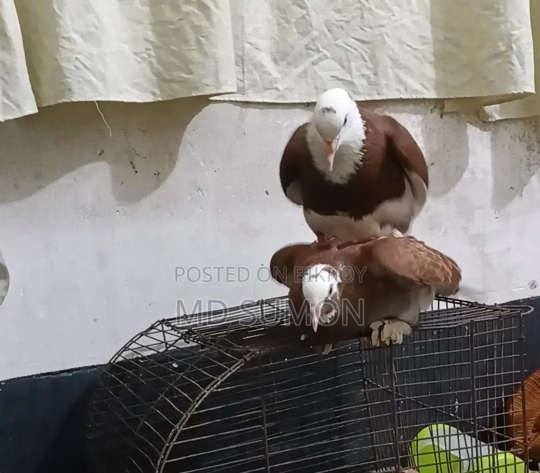 এক জোড়া কবুতর বিক্রি হবে