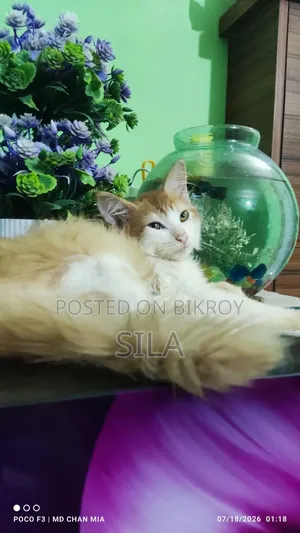 ১-৩ মাস বয়সী পুরুষ মিক্সড ব্রিড পার্সিয়ান বিড়াল