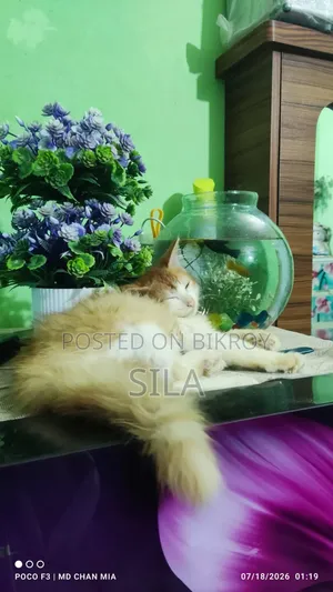 ১-৩ মাস বয়সী পুরুষ মিক্সড ব্রিড পার্সিয়ান বিড়াল