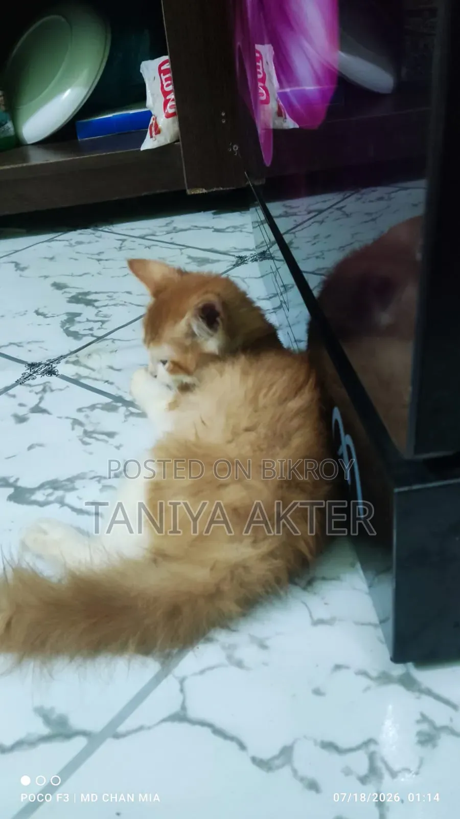 0-1 Month Female Mixed Breed Persian
