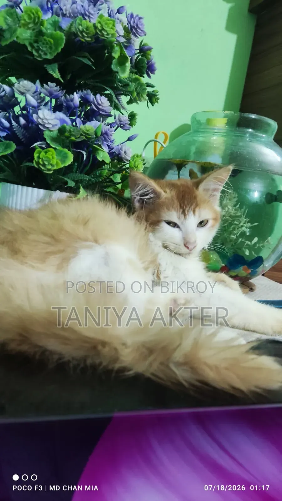 0-1 Month Female Mixed Breed Persian
