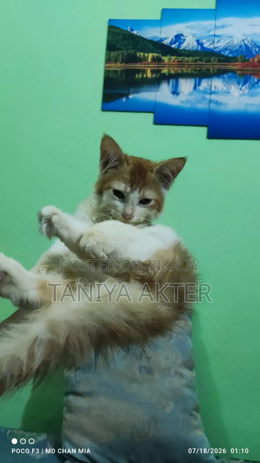 0-1 Month Female Mixed Breed Persian
