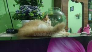 0-1 Month Female Mixed Breed Persian