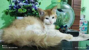 0-1 Month Female Mixed Breed Persian
