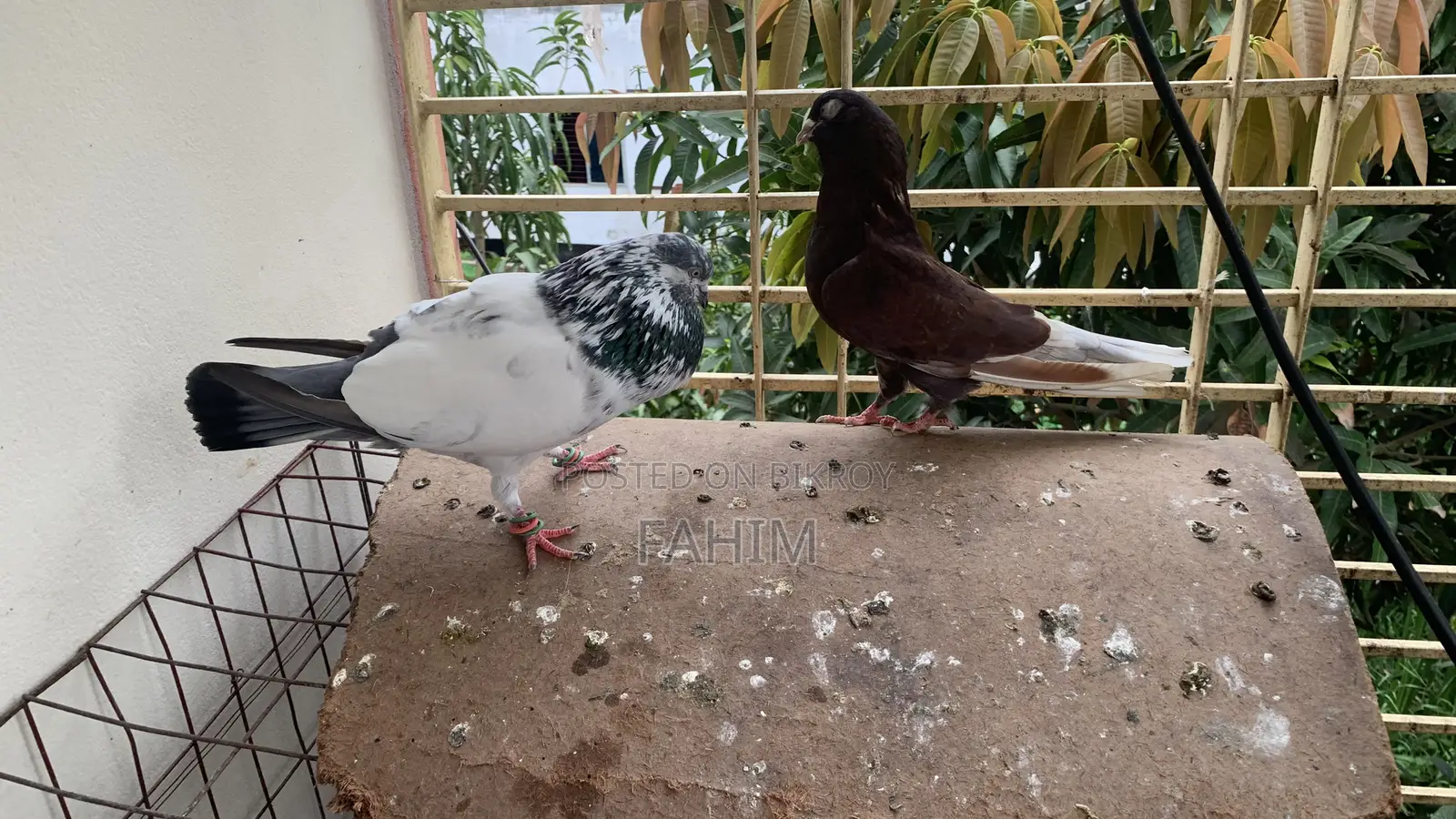 গাড়ো কালশীরা বেনারস গিরিরাজ কবুতর