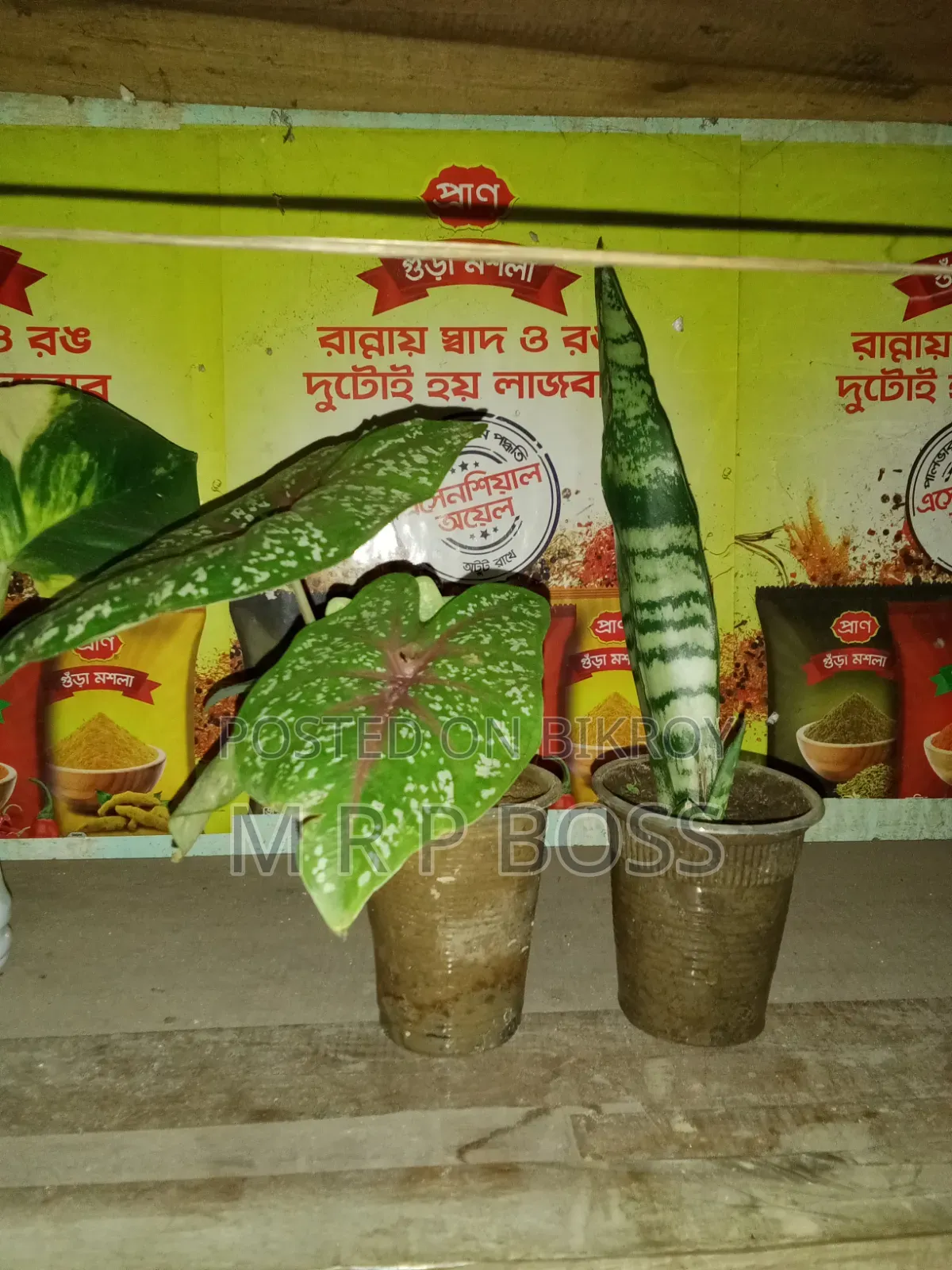 কম যত্নে ঘরের সৌন্দর্য বাড়াতে ইনডোর প্ল্যান্ট সেট