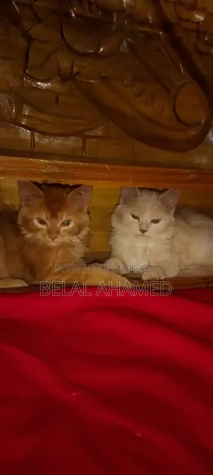 3-6 Months Female Purebred Persian
